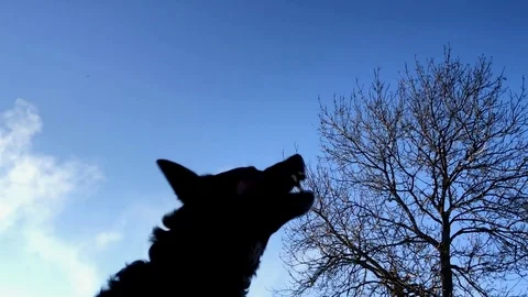 Evil, aggressive dog Video stock 87619881