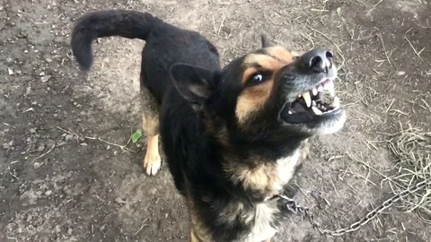 Evil, aggressive dog Stock Footage 101808836