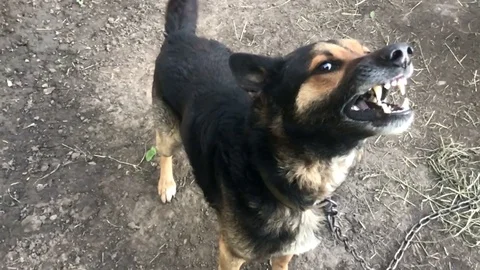 Evil, aggressive dog Stock Footage 101808851