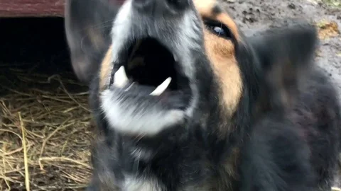 Evil, aggressive dog, slow motion Vidéo 98486323