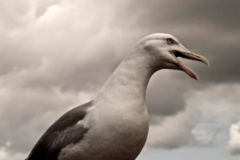Evil Bird Stock Photos