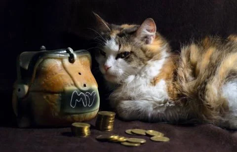 Evil cat on a dark brown background sits next to the piggy bank Stock Photos