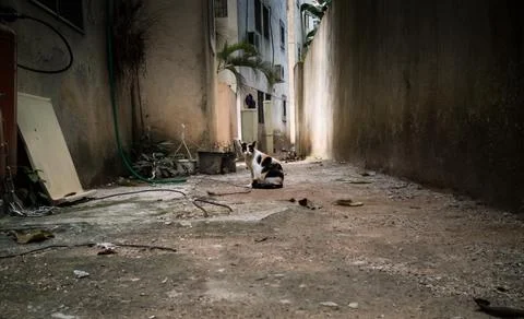 Evil cat looking at me .__. Stock Photos