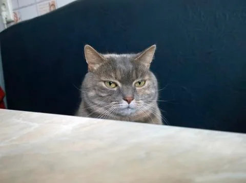 Evil cat at the table Stock Photos