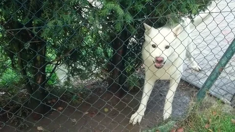 A evil dog. Stock Footage 71914037