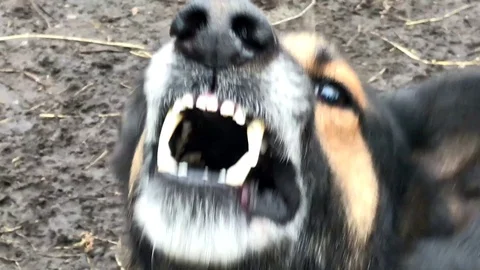 Evil German Shepherd dog, aggressive dog, slow motion Stock Footage 98486318