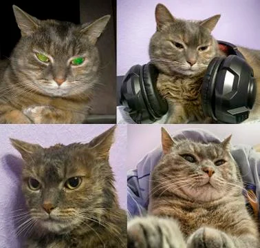 Evil gray cat Stock Photos