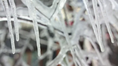 Evil icicle branches hanging Stock Footage 83080257