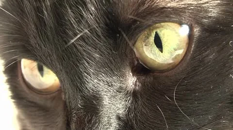 Evil. look cat Video stock 8945835