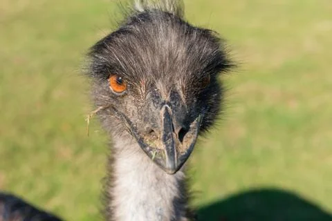 An Evil Looking Ostrich Stock Photos