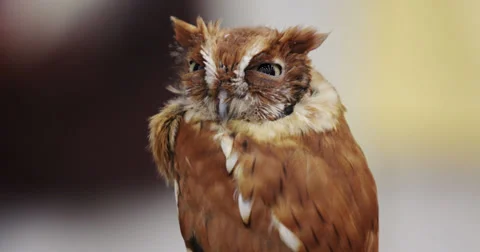 Evil Owl Stock Footage 27548846