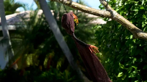Evil pumpkin man hangs from a tree, florida halloween deocration concept, Stock Footage 167625304