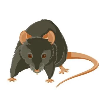 Evil rat Stock Illustration
