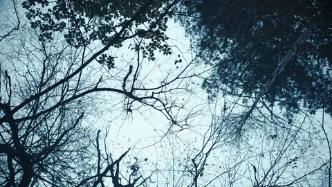 Evil scene, black trees against dark autumn sky, thriller, creepy place Stock Footage 82534279