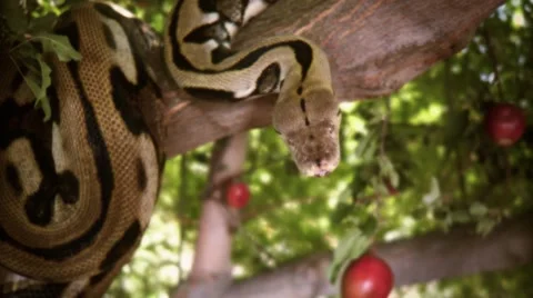 Evil Snake 2.mp4 Video stock 46303063