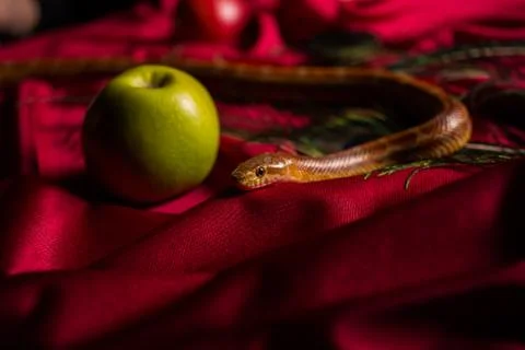 Evil snake on the table with apples Stock-Fotos