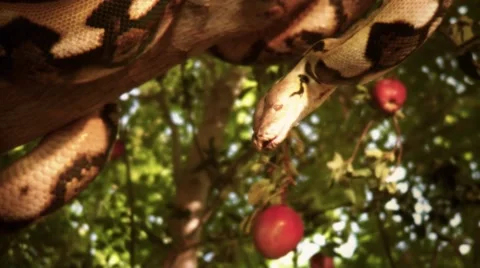 Evil Snake.mp4 Stock Footage 46303072