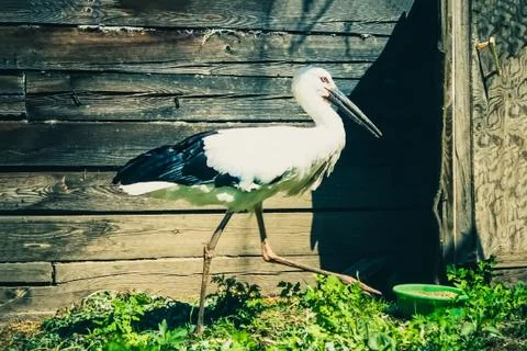Evil stork. Stock Photos
