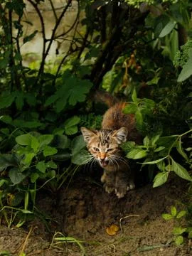 Evil striped brown kitten with big ears and mustaches close-up Stock Photos