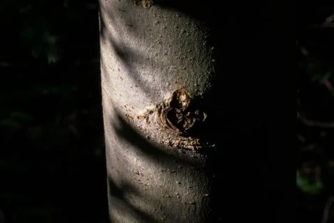 Evocative bark on tree Stock Photos