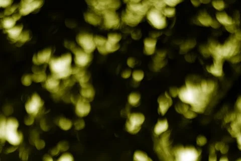 Evocative olive green bokeh effect creates a mysterious and dreamlike backd.. Stock Photos