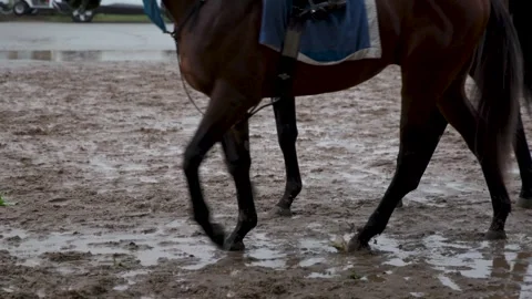 An evocative shot capturing a thoroughbred racehorse walking carefully through Stock Footage 336477847