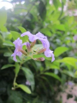 This evocative shot features a small cluster of lavender duranta erecta flowe Stock Photos
