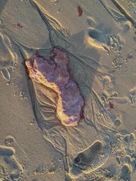 Evoke tranquility with this topdown view of a red stone on golden beach sand. Stock Photos