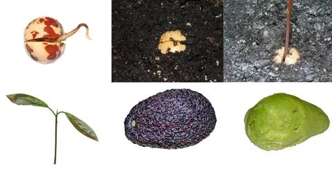 The evolution of an avocado in pictures. From seed to fruit Stock Photos