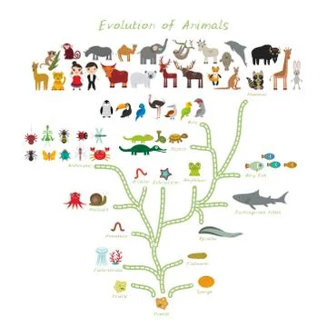 Evolution in biology, scheme evolution of animals isolated on white backgroun Stock Illustration