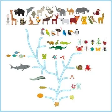 Evolution in biology, scheme evolution of animals isolated on white backgroun Stock Illustration