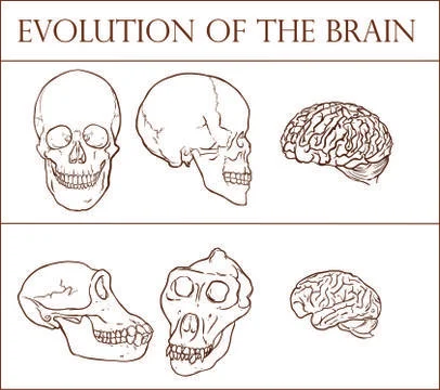 Evolution of the brain vector illustration Stock Illustration