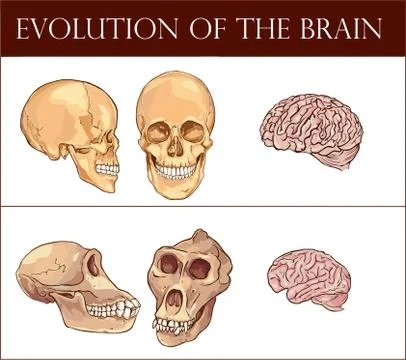 Evolution of the brain vector illustration Stock Illustration