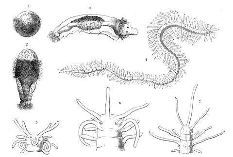 Evolution of the bristle worms Polychaeta Historical digitally restored Stock Illustration