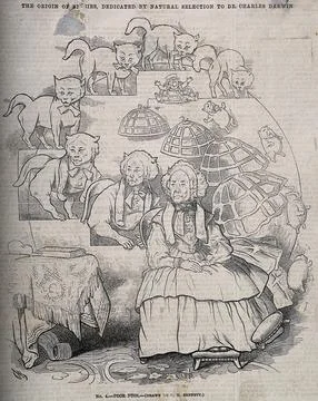 The evolution of a cat into an old woman, and her stool into a dog into a m.. Stock Illustration