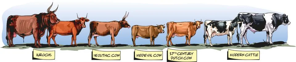 Evolution of cattle breeds Stock Illustration