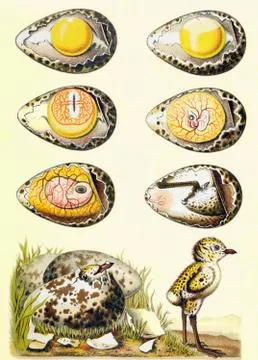 Evolution Of A Chicken Within An Egg, And A Chicken Recently Emerged From The Stock Photos