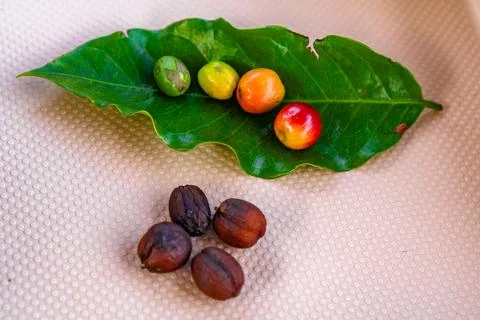 The evolution of the coffe bean. Showing 5 stages of the coffee bean presente Stock Photos
