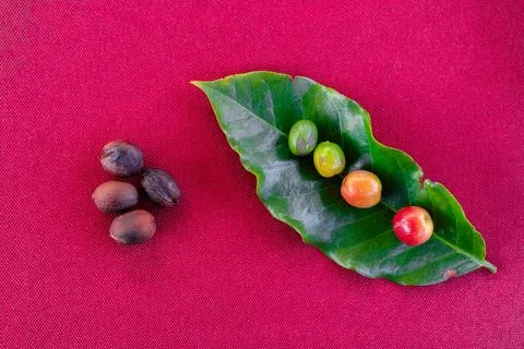 The evolution of the coffe bean. Showing 5 stages of the coffee bean presente Stock Photos