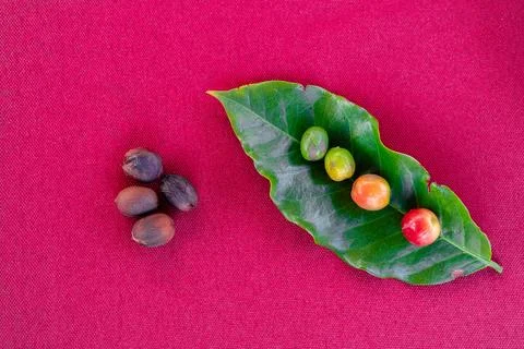 The evolution of the coffe bean. Showing 5 stages of the coffee bean presente Stock Photos