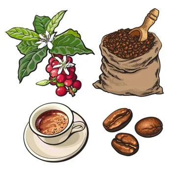 Evolution of coffee from berries to beans and espresso Illustrazione stock