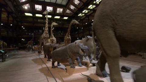 Evolution display at Museum of Natural History, Paris Stock-Footage 70179588