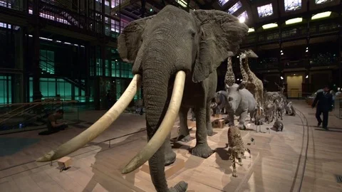 Evolution display at Museum of Natural History, Paris Stock Footage 70180382