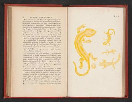 Evolution of egg to salamander. . Copyright: xpiemagsx rmxl17062021part5-6... Stock Photos