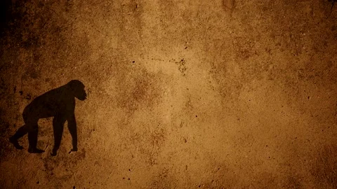 Evolution Stock Footage 133702455