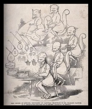 The evolution of a fox riding a goose into a writer seated at his typewrite.. Stock-Illustration