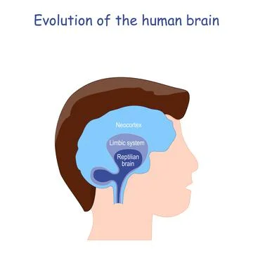 Evolution of the human brain. From Reptilian brain to Limbic system and Neoco Stock Illustration