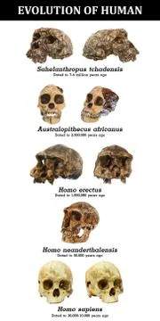 Evolution of human skull ( Sahelanthropus tchadensis . Australopithecus afric Stock Photos