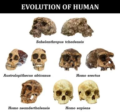 Evolution of human skull ( Sahelanthropus tchadensis . Australopithecus afric Stock Photos