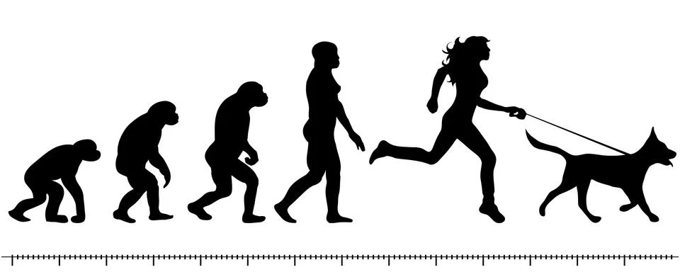 Evolution Illustrazione stock